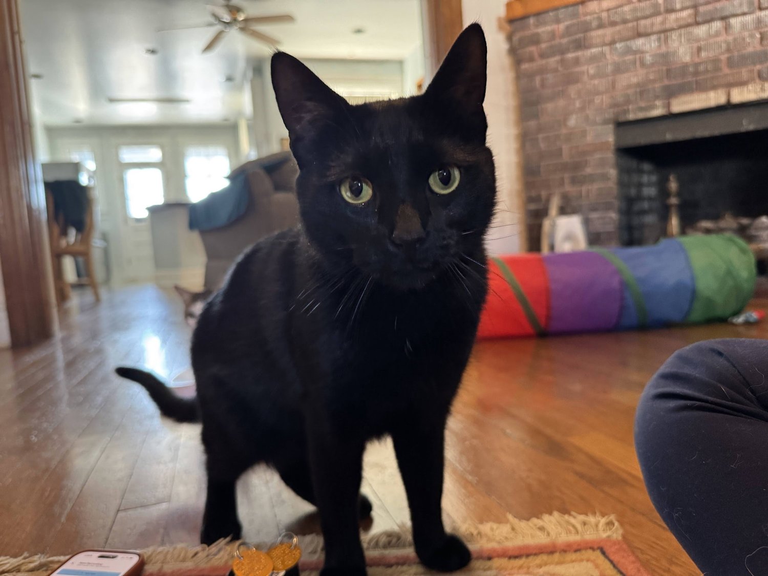 A black cat sitting in a living room at home