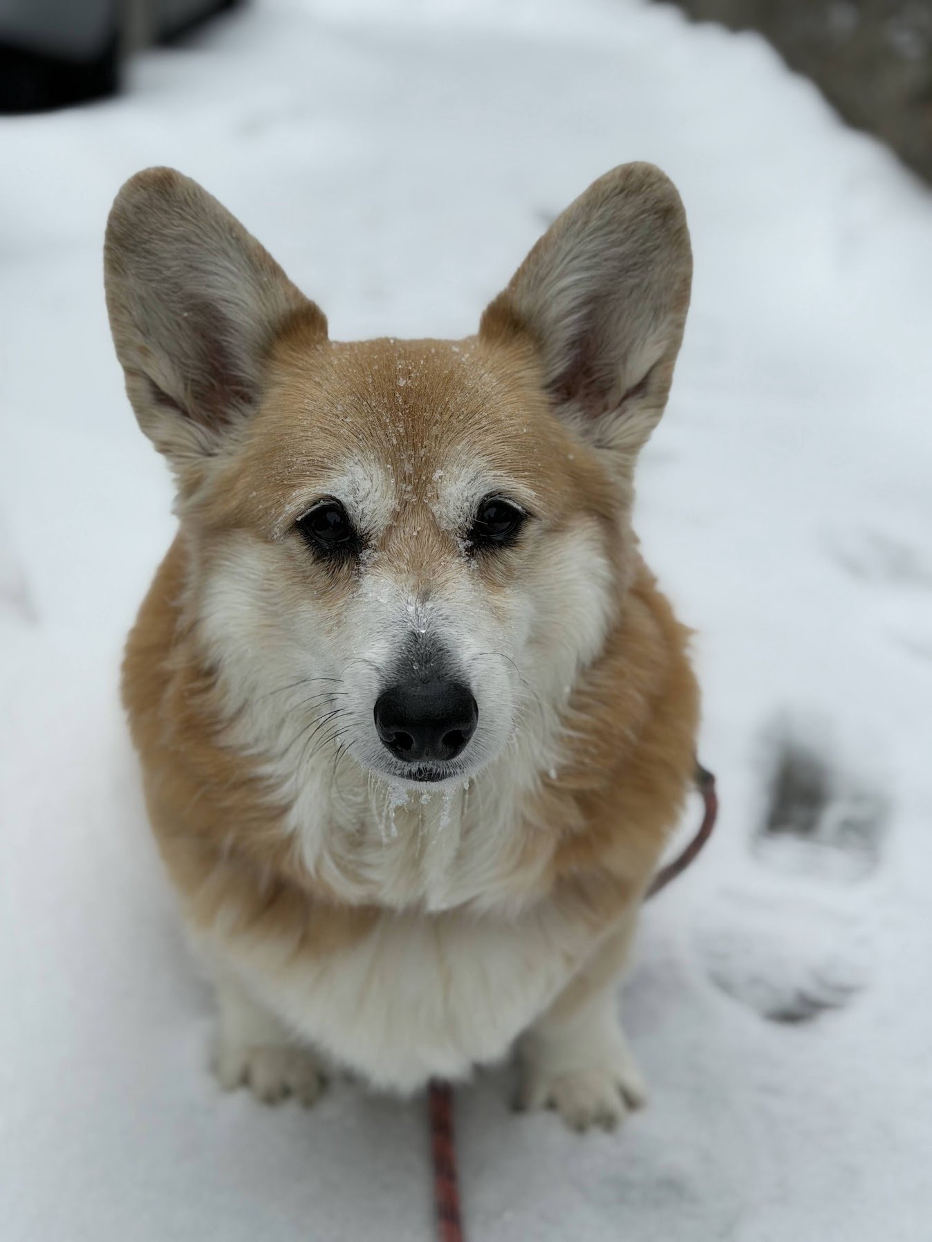 A corgi standing outdoors in the snow